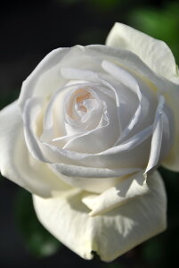 ocyczru}G! Yc 6Aim_ѐY o^insIR-IRO3t