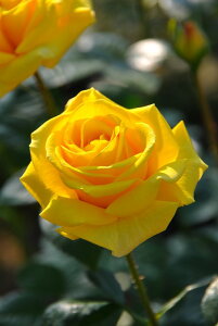 y~Gczoc t@[XgCvbV Yc 6Aim_ѐY o^insJ-IRM3ty1120̔z