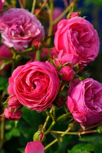 y~Gczoc ||lb Yc 6Aim_ѐY o^insJ-IRM3ty1120̔z