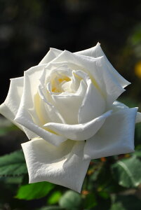 y~Gczoc nlpE2 Yc 6Aim_ѐY o^insJ-IRM3ty1120̔z