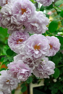 ySzyczoc Cj[u[ Yc 6Aim_ѐY o^insJ-IRM3t Ԍ