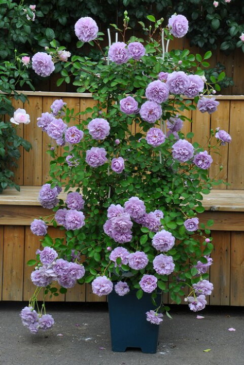 楽天市場 バラ苗 6号新苗 レイニーブルー Cl藤 国産苗 6号鉢植え品 農林水産省 登録品種 J Irm2 0715販売 バラの家 バラ 苗専門店