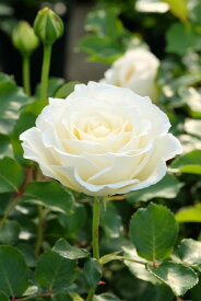 バラ苗【6号新苗】パールイヤリング 国産苗 6号鉢植え品［農林水産省 品種登録出願中］《IR-IRO3》