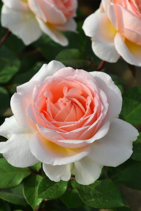 楽天市場 大苗 バラ苗 メルヘンツァウバー Ant杏桃 国産苗 6号鉢植え品 農林水産省 品種登録出願中 J Ir2 バラの家 バラ 苗専門店