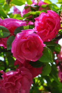 バラ苗【中苗】ゼフィリンドルーアン 国産苗 6号鉢植え品《J-OC20》