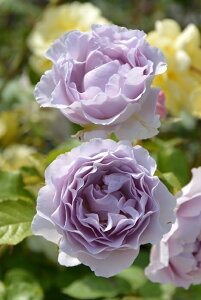 �y�~�G��c�z�o���c �J�~�[�� ���Y�c 6�����A���i�m�_�ѐ��Y�� �i��o�^�o�蒆�n�sJ-RP�t�y1212�̔��z