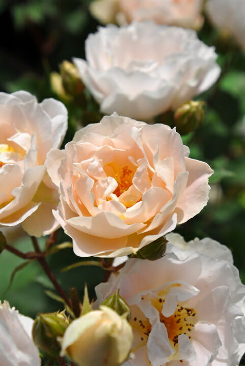 楽天市場 大苗 バラ苗 セフィーロ Sh薄杏 国産苗 6号鉢植え品 契約品種 J Rpn 21春新品種 バラの家 バラ苗専門店