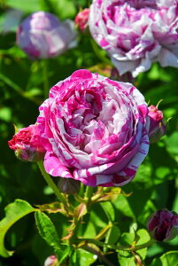 ySzyczoc @GK^fB{[jyoGK^f{[jz Yc 6AisJ-OC10t Ԍ