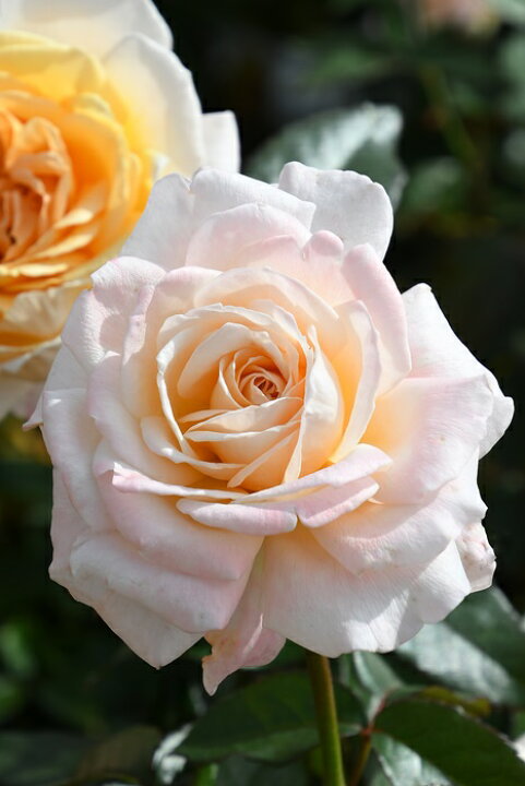 楽天市場 大苗 バラ苗 G D ルイーズ Ht杏 国産苗 6号鉢植え品 契約品種 J Ir2 21春新品種 バラの家 バラ苗専門店