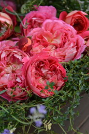 【冬季大苗】バラ苗 アルゴノーツ 国産苗 6号鉢植え品［農林水産省 品種登録出願中］《J-RP》【1212販売】