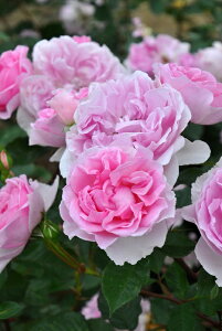 �y�~�G��c�z�o���c �s�N�V�[ ���Y�c 6�����A���i�m�_�ѐ��Y�� �i��o�^�o�蒆�n�sJ-RP�t�y1212�̔��z