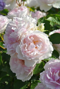 y~Gczoc }[T Yc 6Aim_ѐY io^o蒆nsJ-RPty1212̔z