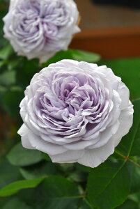 ocyczCAX Yc 6Aim_insJ-ROt