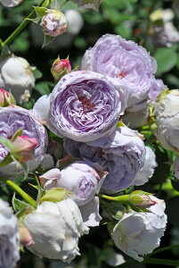 ocyczsXY Yc 6Aim_insJ-ROt