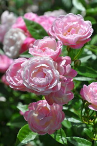 ocycz܂y顁z Yc 6Aim_insKMG-KMGt