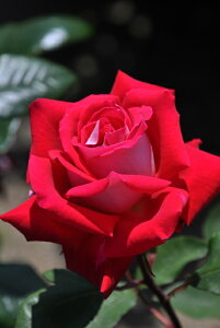 ocyczu Yc 6AisJ-HT20t