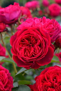 y~Gczoc CXL Yc 6Aim_ѐY o^insJ-ROty1212̔z