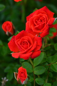 ocyczX^i Yc 6AisJ-CL20t