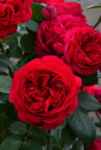 y~Gczoc [WsG[hDT[ Yc 6Aim_ѐY o^insJ-IRM3ty1120̔z