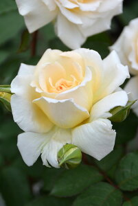 y~Gczoc gREyz Yc 6Aim_ѐY io^o蒆nsJ-RPty1201̔z