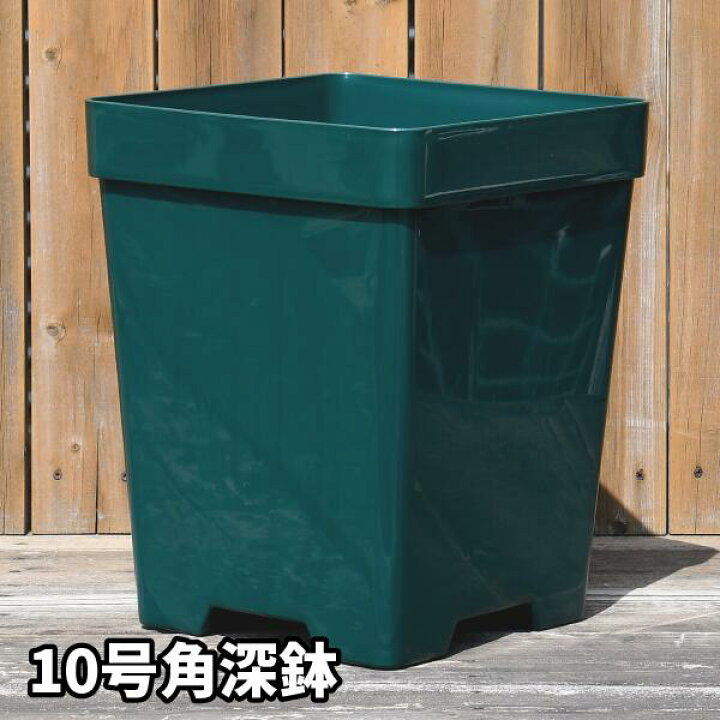 楽天市場】【10角】プレミアローズセレクション【10号角深鉢】ロサ 
