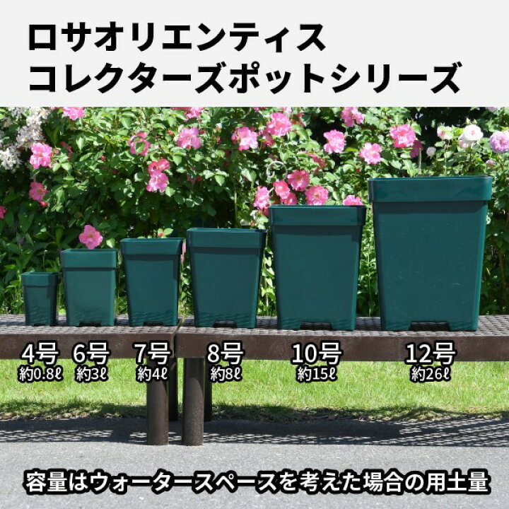 楽天市場】【10角】プレミアローズセレクション【10号角深鉢】ロサ 