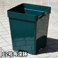 【12角】プレミアローズセレクション【12号角深鉢】ロサオリエンティス コレクターズポット ZIK-900