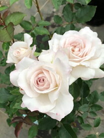 【冬季大苗】バラ苗 いぶき【伊吹】 国産苗 6号鉢植え品［農林水産省 品種登録出願中］《Kb-KBO》【0116販売】