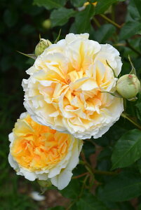 y~Gczoc VVGk Yc 6Aim_ѐY o^insJ-RPty1212̔z