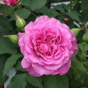 ySzyczoc sNl[h Yc 6Aim_insKMG-GRt Ԍ