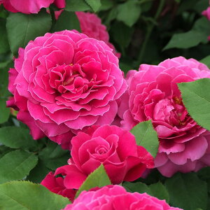 ocyczfB\E Yc 6Aim_insKMG-KMGt