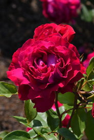 バラ苗【中苗】ジョリーメロディー 国産苗 6号鉢植え品［農林水産省 品種登録出願中］《IR-IRO3》