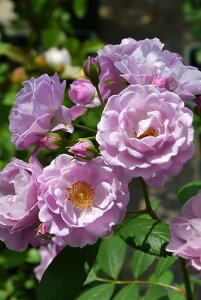 ocyczCbNfCY Yc 6Aim_insOM-ZEKt