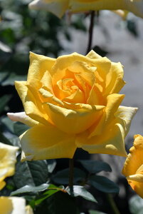 ocycz Yc 6Aim_ѐY o^insIR-IRO3t