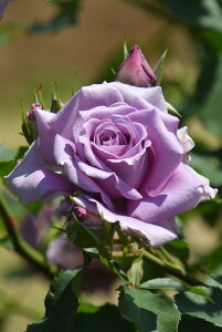 ySzyczoc XC[g[ Yc 6Aim_insJ-FL25t Ԍ