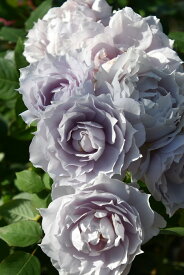 【冬季大苗】バラ苗 ザセレスティアル 国産苗 6号鉢植え品［農林水産省 品種登録出願中］《J-RP》【0116販売】