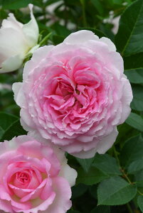 y~Gczoc A_[W Yc 6Aim_ѐY io^o蒆nsJ-IRM3ty1120̔z