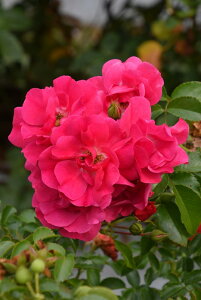 ySzyczoc NOAtraum Yc 6AisJ-FL20t Ԍ