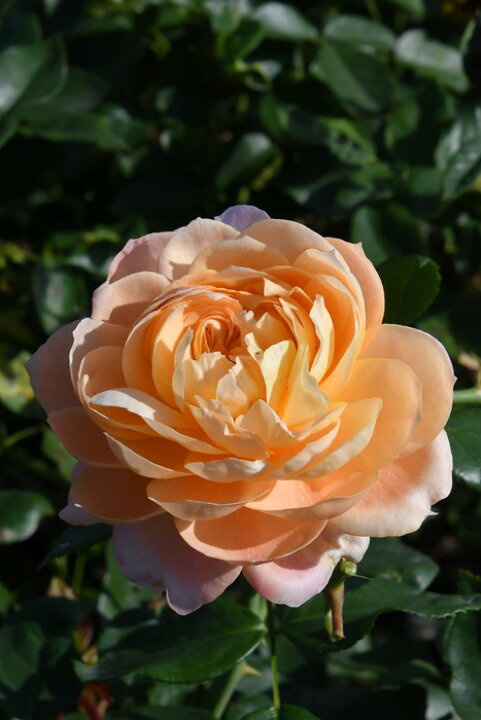 楽天市場】バラ苗【新苗】シャンパーニュ 国産苗［農林水産省 品種登録 