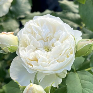 �y�~�G��c�z�o���c �V�[�V�F���A�C�Y ���Y�c 6�����A���i�m�_��i��n�sKMG-KMG�t�y0109�̔��z