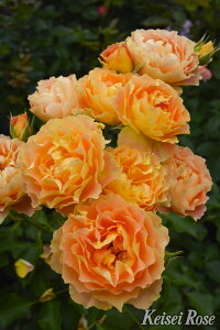 y~Gczoc AvRbgVtH Yc 6Aim_ѐY io^o蒆nsJ-IRM3ty1120̔z