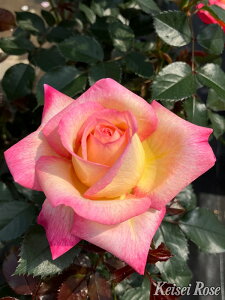 y~Gczoc G`eBbhs[X Yc 6Aim_ѐY io^o蒆nsJ-IRM3ty1120̔z