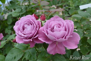 y~Gczoc ÂȁyÂȁz Yc 6Aim_ѐY io^o蒆nsJ-IRM3ty1120̔z