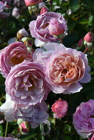 【冬季大苗】バラ苗 シャーウッド 国産苗 6号鉢植え品［農林水産省 品種登録出願中］《J-RN》【1201販売】