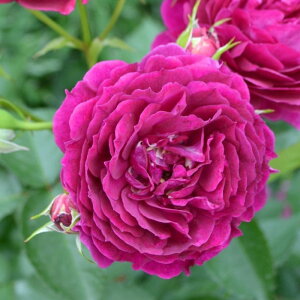 ocyczp[V@ Yc 6Aim_insKMG-KMGt