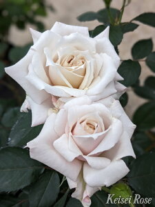 y~Gczoc Ȃy󐬁z Yc 6Aim_ѐY io^o蒆nsJ-IRM3ty1120̔z