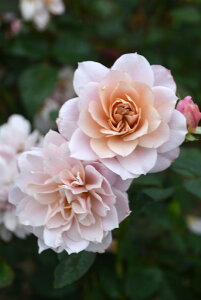 y~Gczoc ̂̂ Yc 6Aim_ѐY io^o蒆nsJ-RPt2025tViy1201̔z