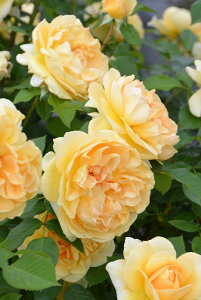 y~Gczoc fBR Yc 6Aim_ѐY io^o蒆nsJ-RPty1201̔z