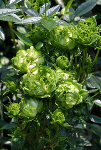 ocyczIG^GN[ Yc 6Aim_insKMG-KMGt