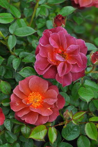 ocyczyj[twu Yc 6AisJ-CL20t